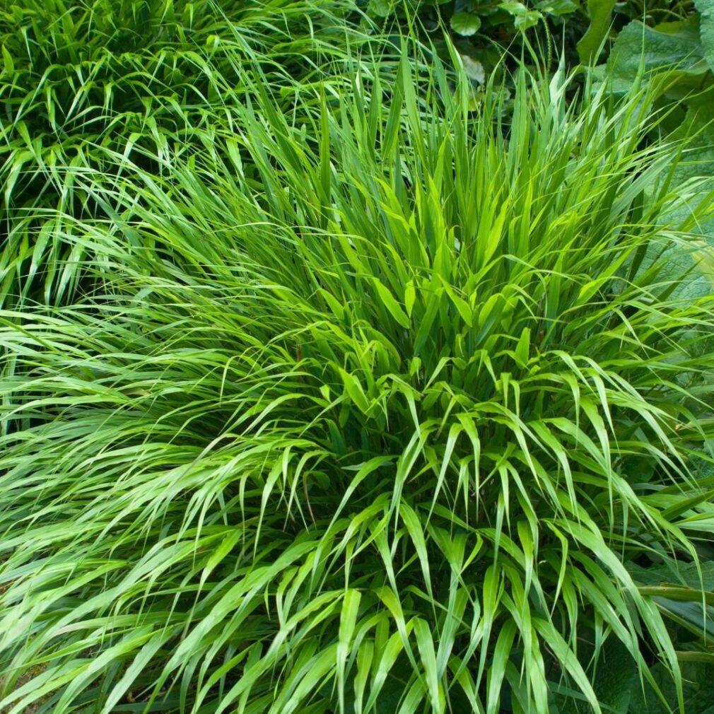 Hakonechloa macra (Japans Berggras)