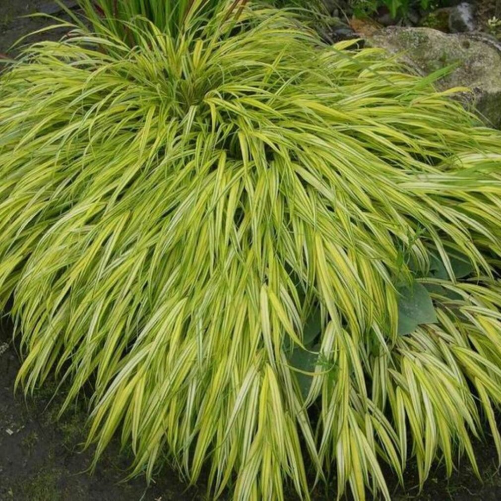 Hakonechloa macra 'Aureola' (Japans Berggras)