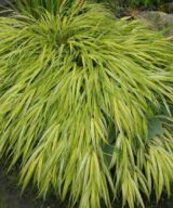 Hakonechloa macra 'Aureola' (Japans Berggras)