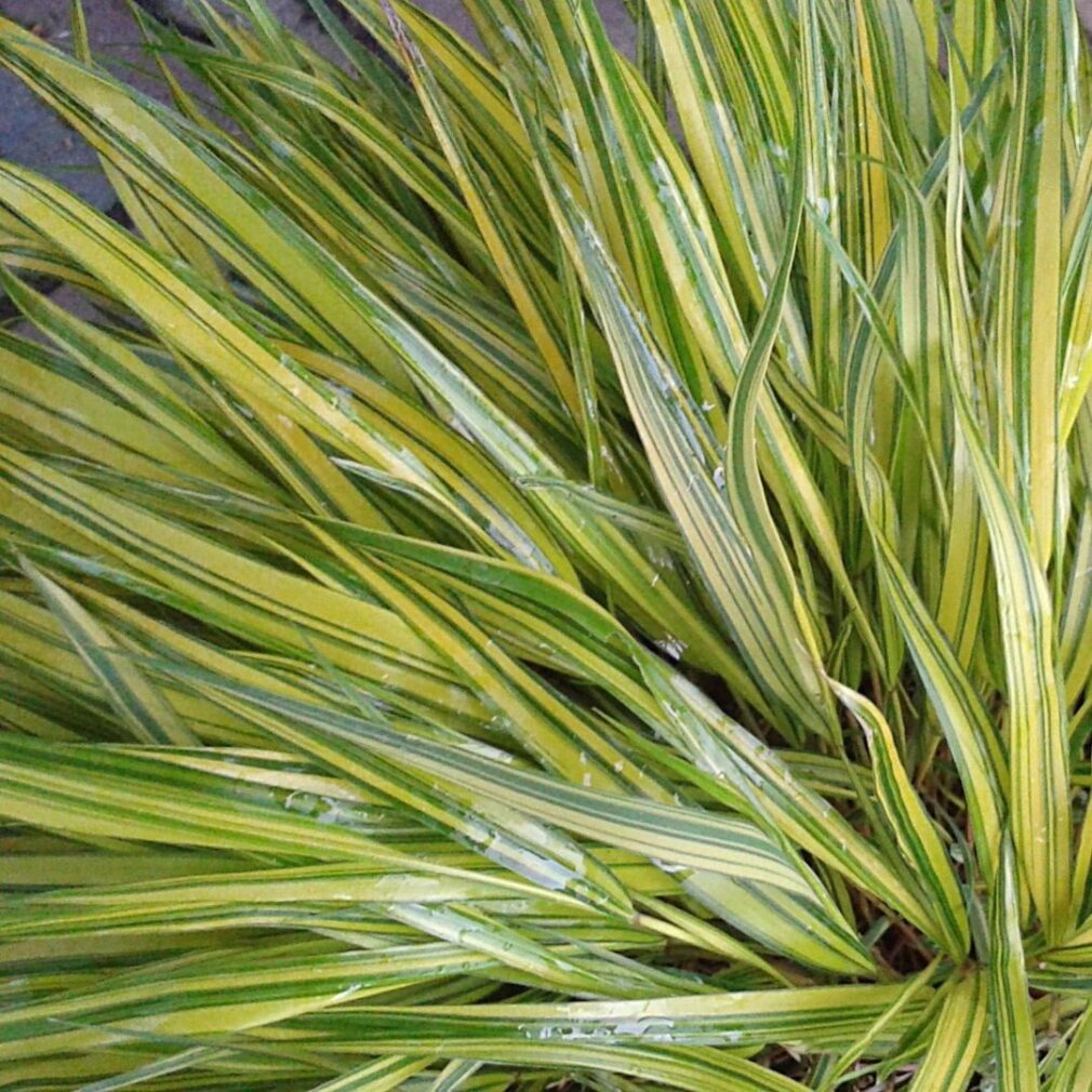 Hakonechloa macra 'Aureola' (Japans Berggras)