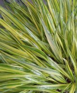 Hakonechloa macra 'Aureola' (Japans Berggras)