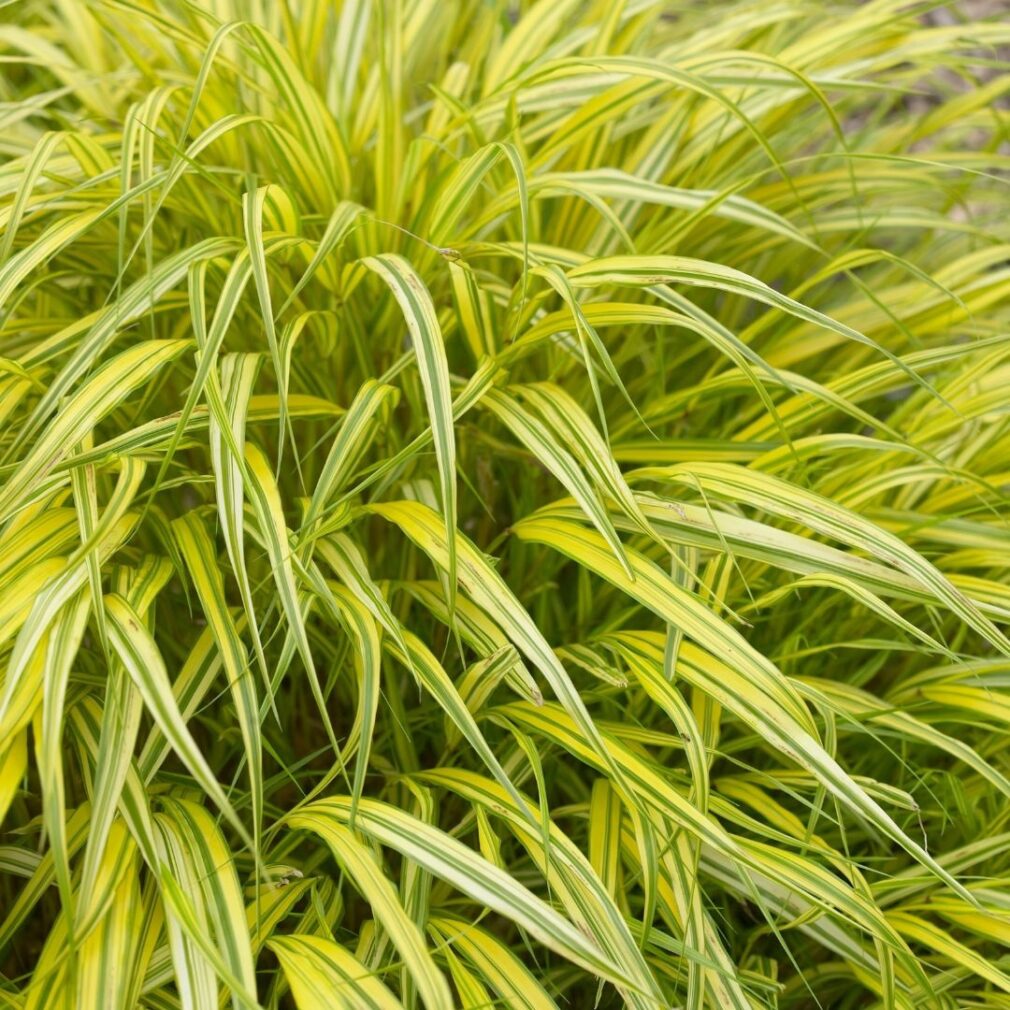 Hakonechloa macra 'Aureola' (Japans Berggras)