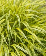 Hakonechloa macra 'Aureola' (Japans Berggras)