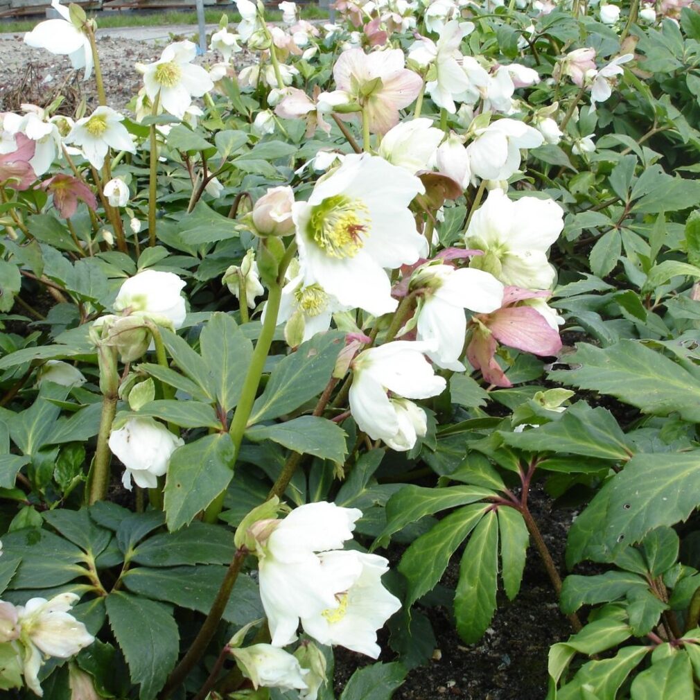 Helleborus niger (Nieskruid)