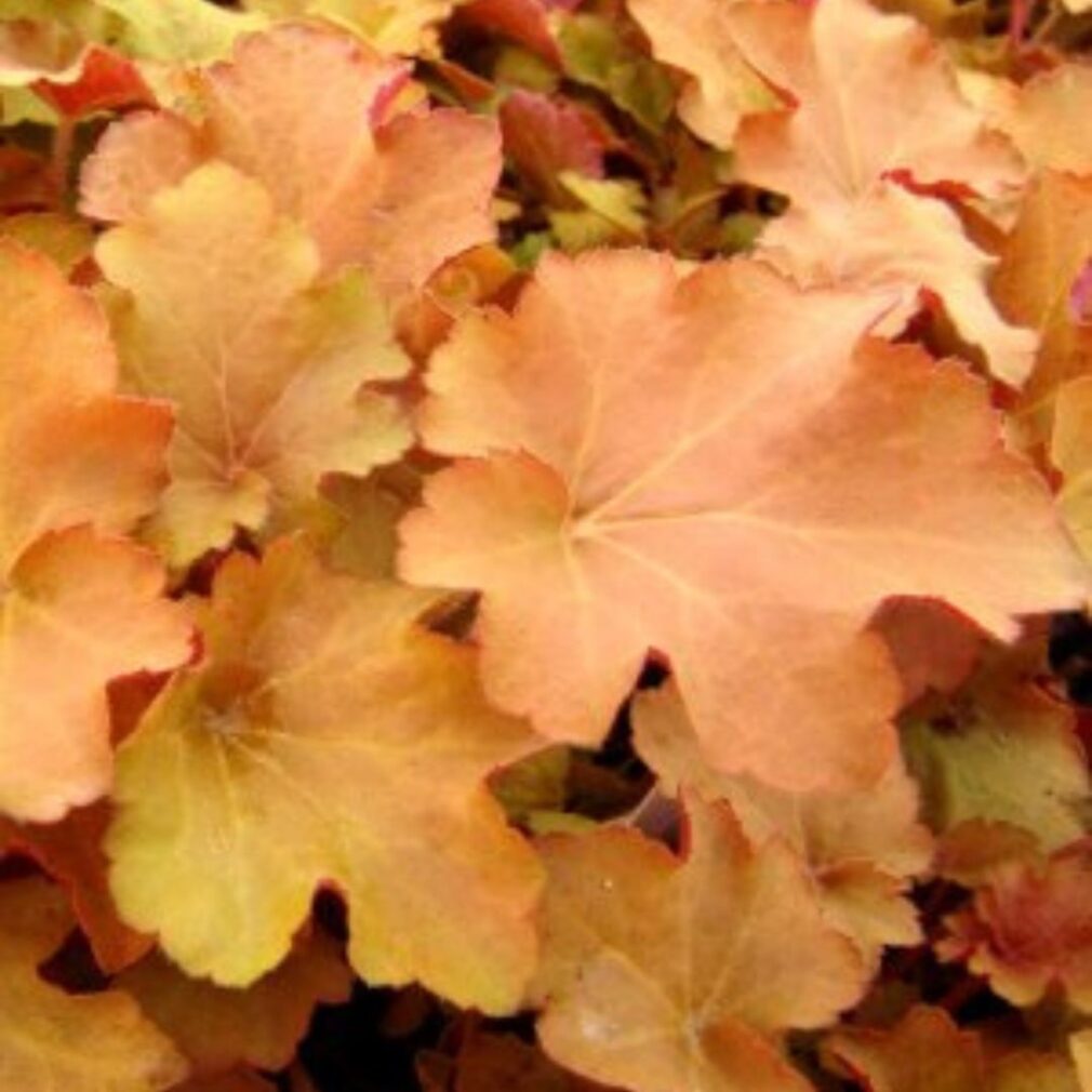 Heuchera 'Caramel' ® (Purperklokje)