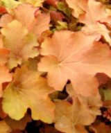 Heuchera 'Caramel' ® (Purperklokje)