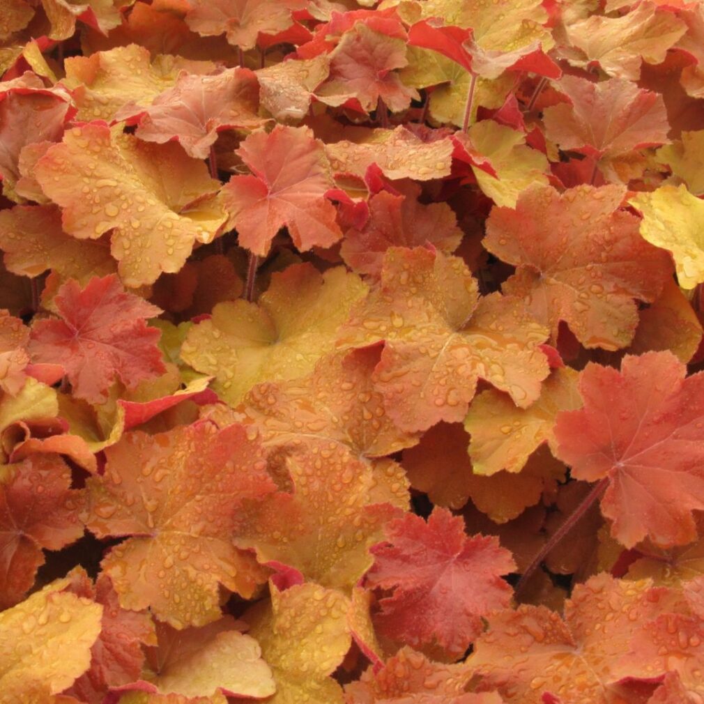 Heuchera 'Caramel' ® (Purperklokje)