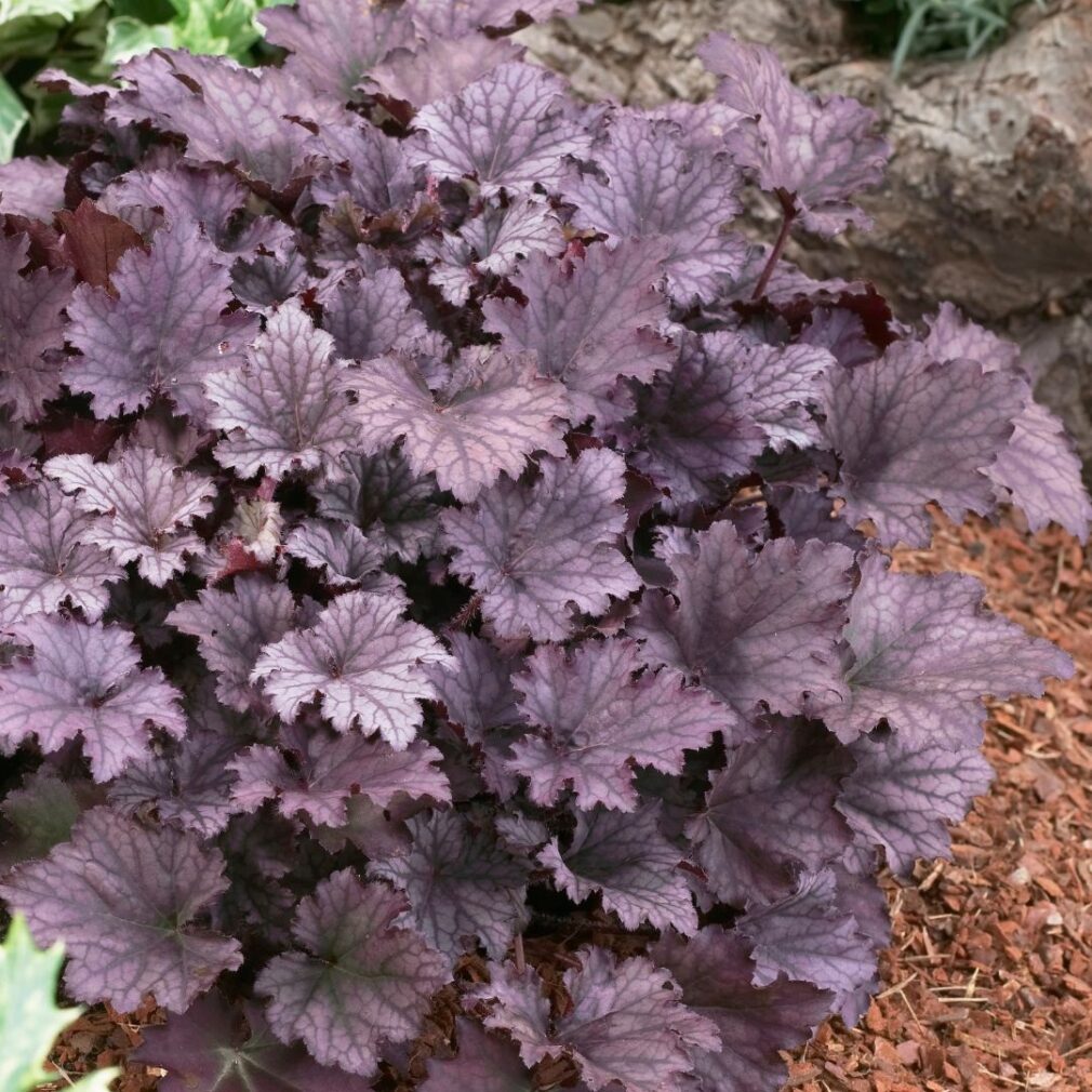 Heuchera 'Frosted Violet' ® (Purperklokje)