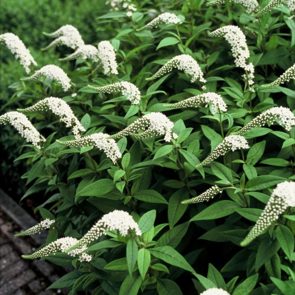 Lysimachia clethroides (Wederik)