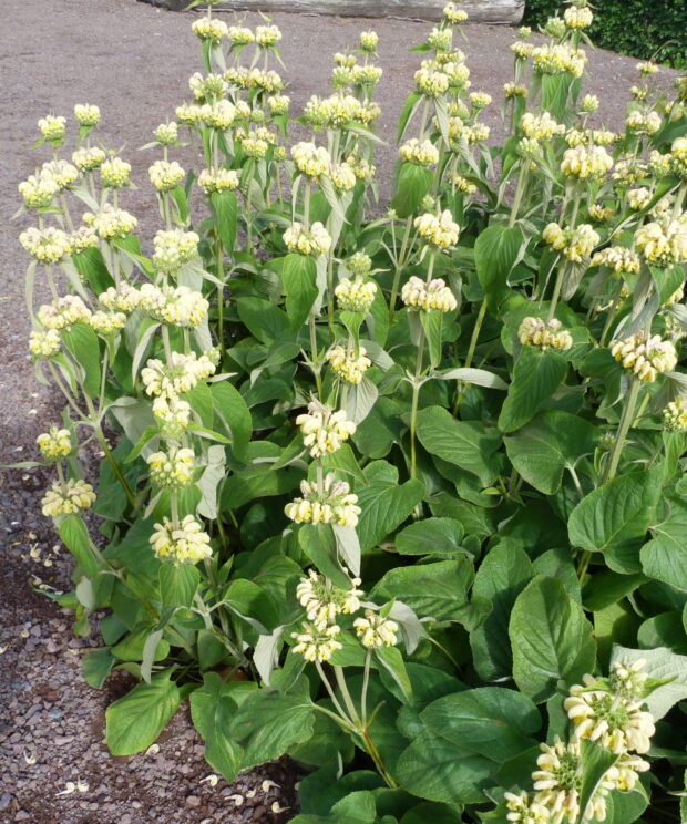 Phlomis russeliana (Brandkruid)