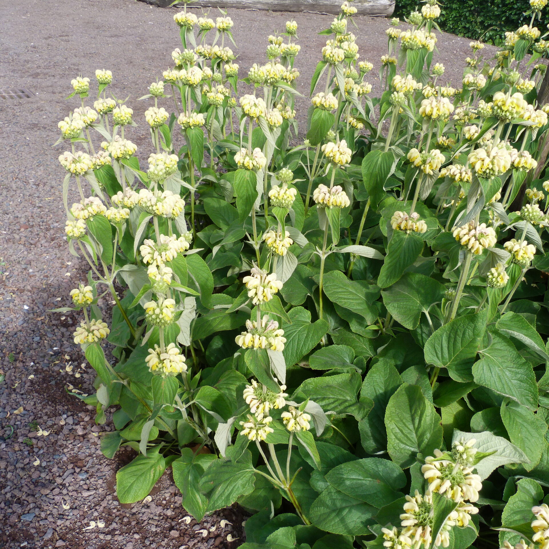 Phlomis russeliana (Brandkruid)