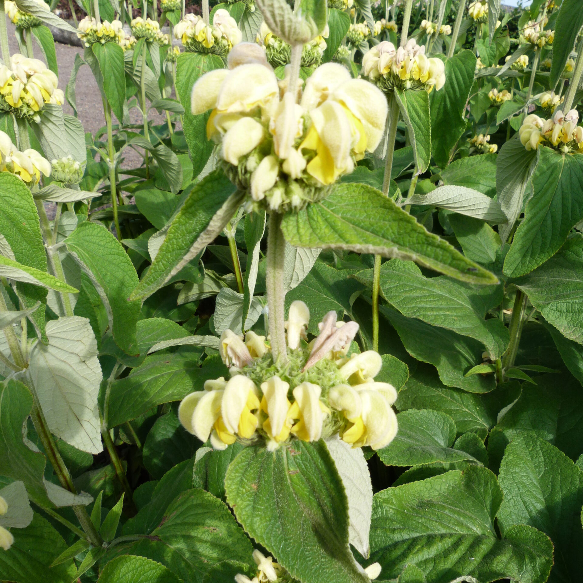 Phlomis russeliana (Brandkruid)