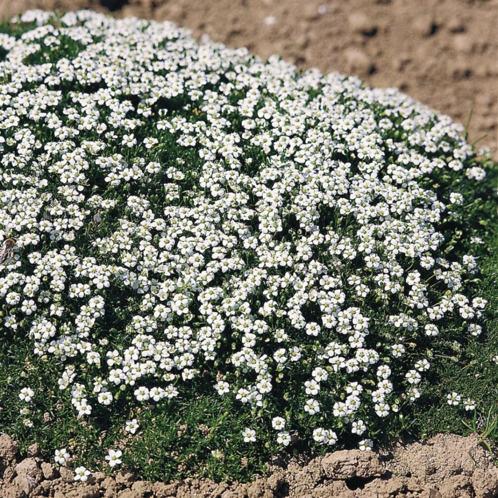 Sagina subulata 'Senior' (Vetmuur)