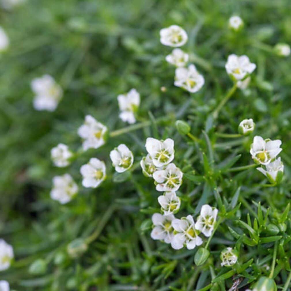 Sagina subulata 'Senior' (Vetmuur)