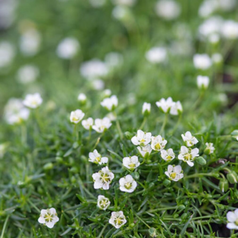 Sagina subulata 'Senior' (Vetmuur)