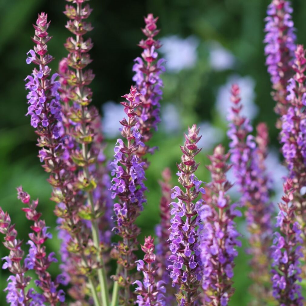 Salvia nemorosa 'Ostfriesland' (Salie)