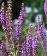 Salvia nemorosa 'Ostfriesland' (Salie)