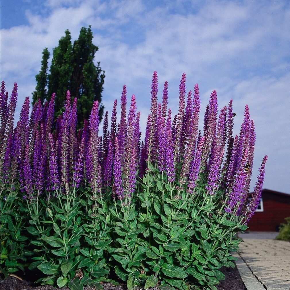 Salvia nemorosa 'Ostfriesland' (Salie)