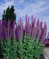 Salvia nemorosa 'Ostfriesland' (Salie)