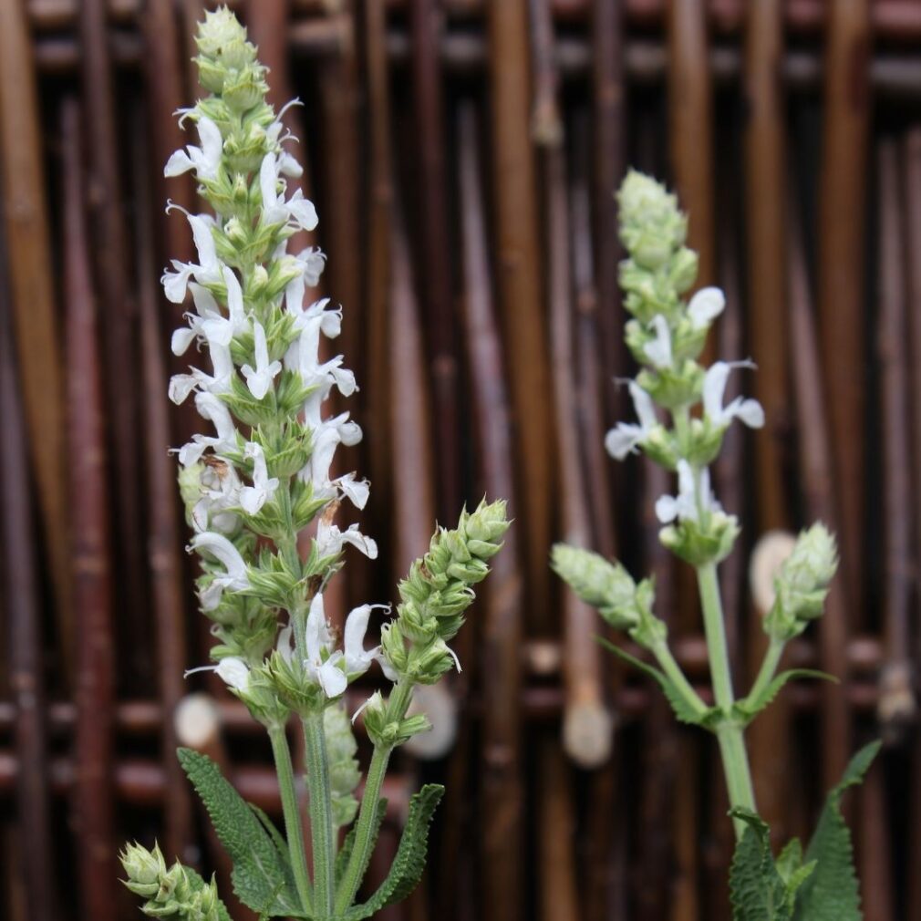 Salvia nemorosa 'Schneehügel' (Salie)