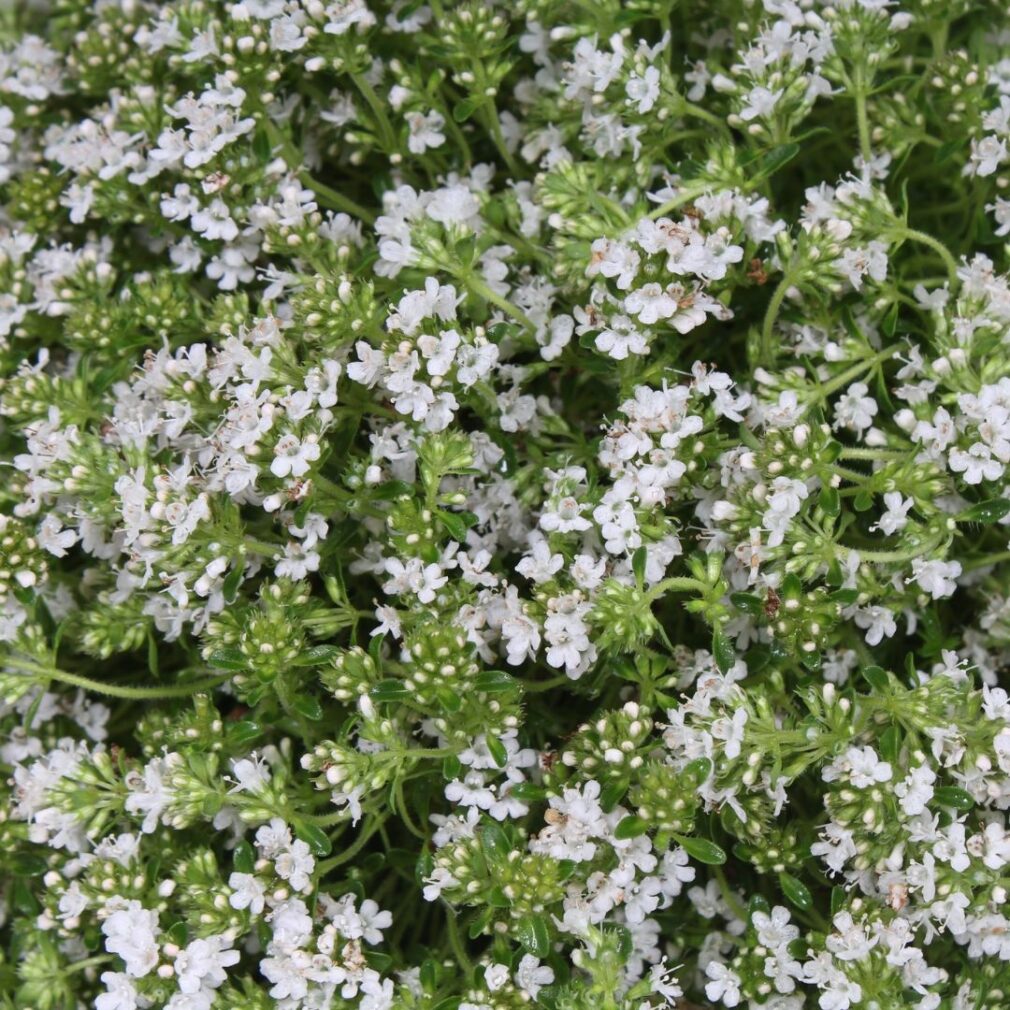 Thymus praecox 'Albiflorus' (Tijm)