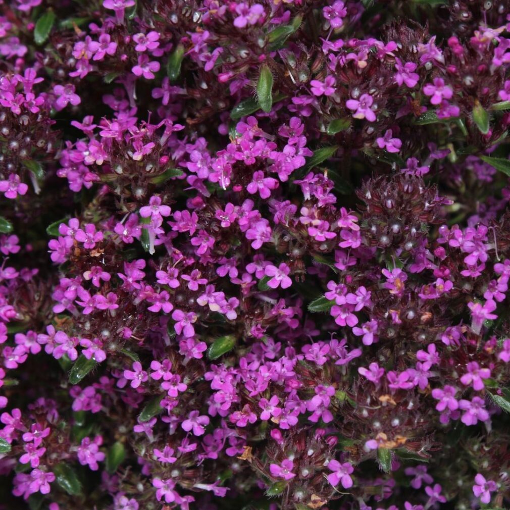 Thymus praecox 'Coccineus' (Tijm)