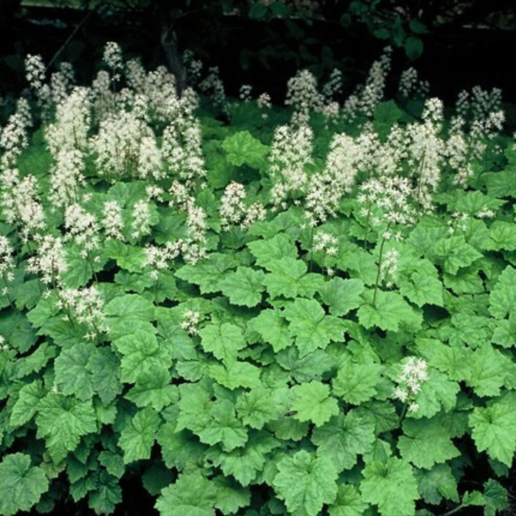 Tiarella cordifolia (Schuimbloem)