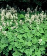 Tiarella cordifolia (Schuimbloem)