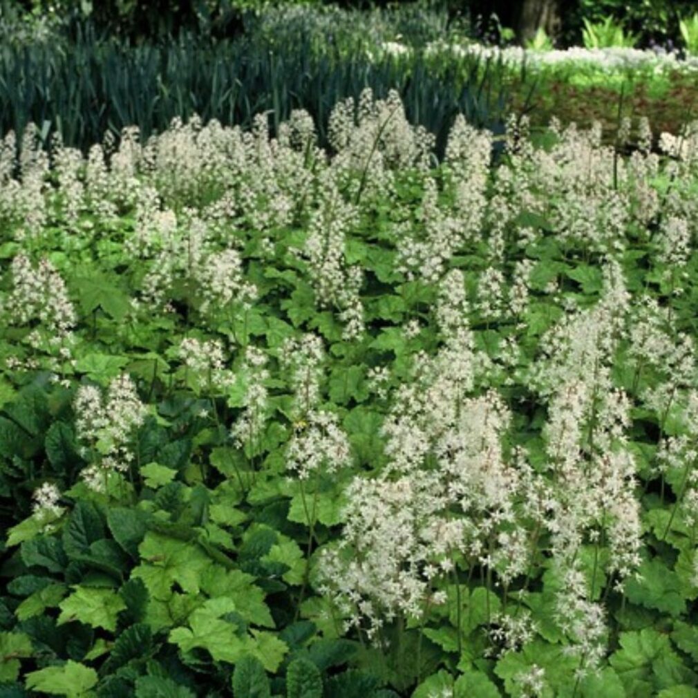 Tiarella cordifolia (Schuimbloem)