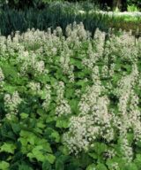 Tiarella cordifolia (Schuimbloem)