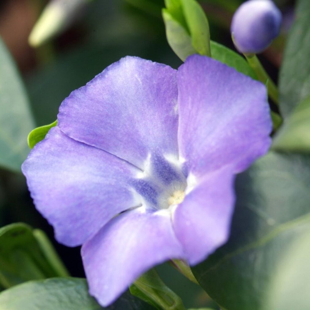 Vinca minor (Kleine Maagdenpalm)