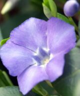 Vinca minor (Kleine Maagdenpalm)