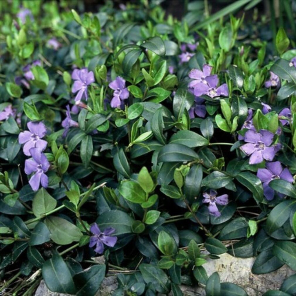 Vinca minor (Kleine Maagdenpalm)