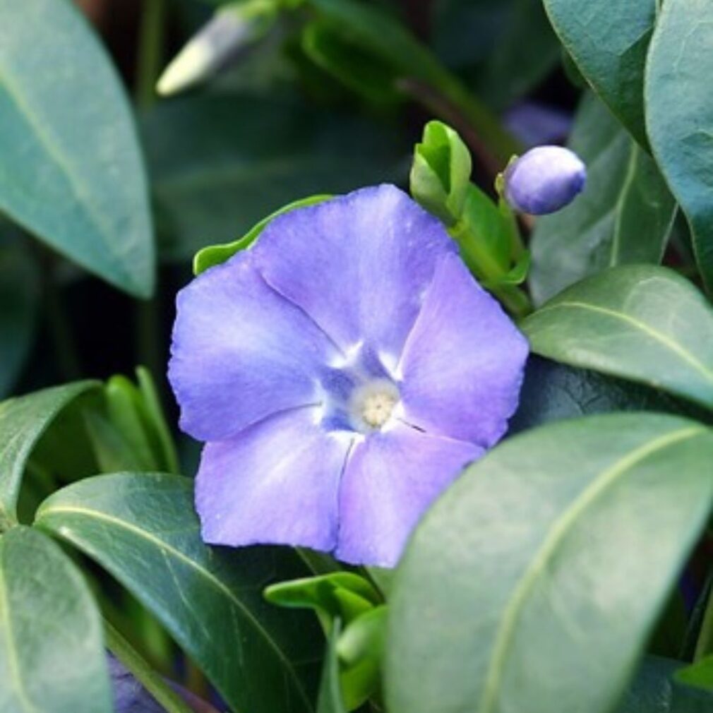 Vinca minor (Kleine Maagdenpalm)