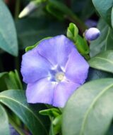 Vinca minor (Kleine Maagdenpalm)