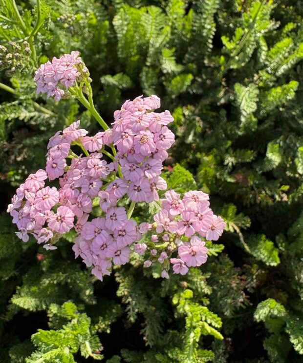 Achillea millefolium 'Lilac Beauty' (Duizendblad)