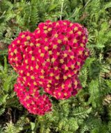 Achillea millefolium 'Paprika' (Duizendblad)