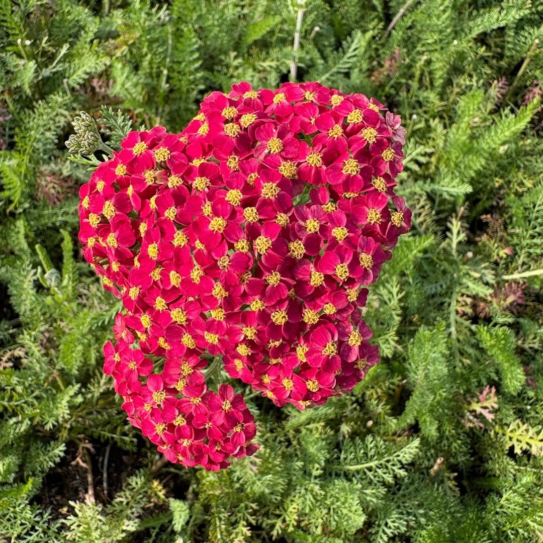 Achillea millefolium 'Paprika' (Duizendblad)