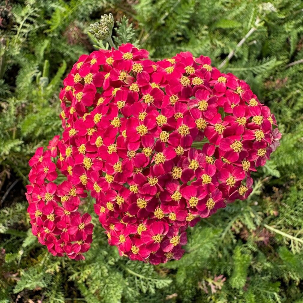 Achillea millefolium 'Paprika' (Duizendblad)