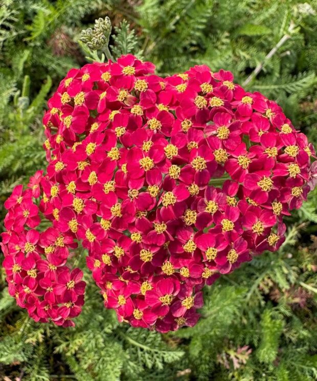 Achillea millefolium 'Paprika' (Duizendblad)