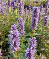 Agastache 'Blue Fortune' (Dropplant)
