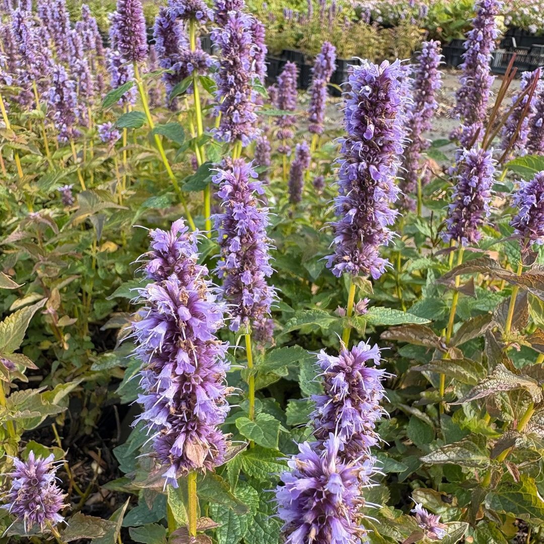 Agastache 'Blue Fortune' (Dropplant)
