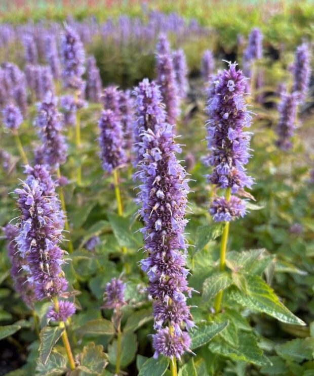 Agastache 'Blue Fortune' (Dropplant)