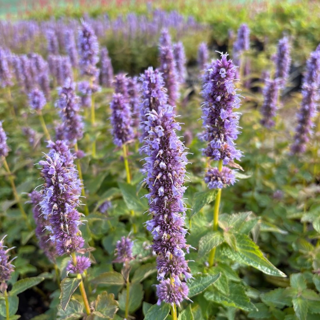 Agastache 'Blue Fortune' (Dropplant)