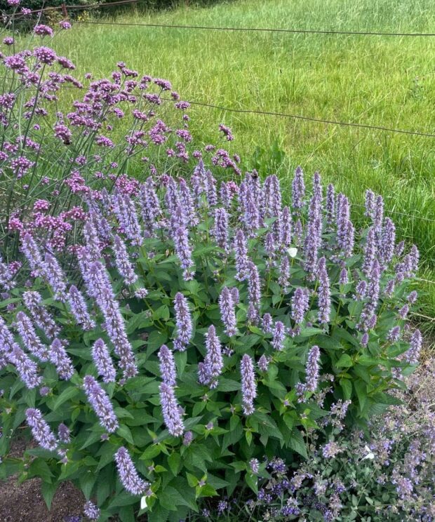 Agastache 'Blue Fortune' (Dropplant)