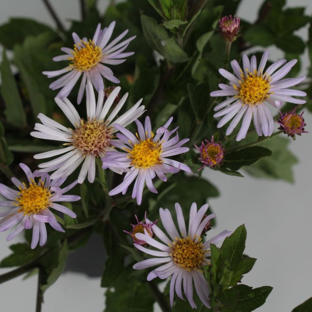 Aster ageratoides 'Asran' (Herfstaster)