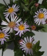 Aster ageratoides 'Asran' (Herfstaster)
