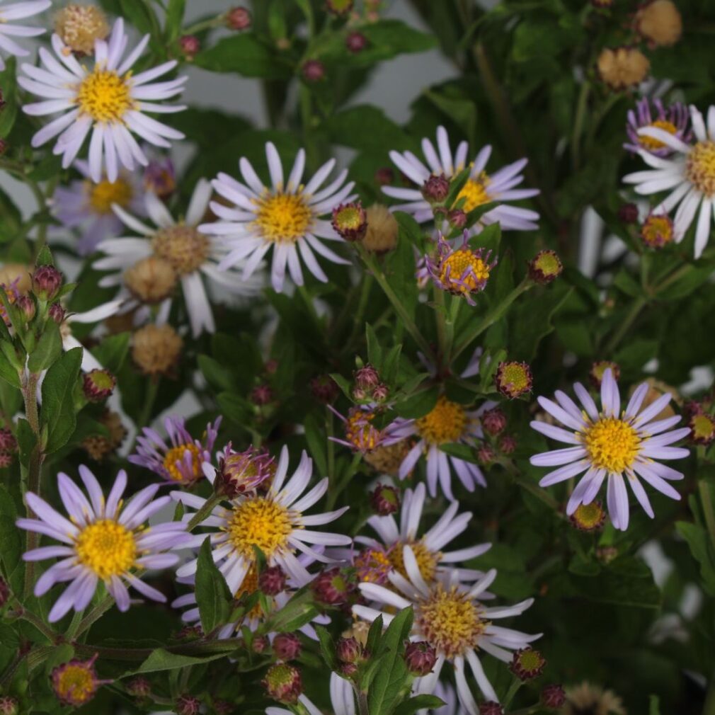 Aster ageratoides 'Asran' (Herfstaster)