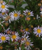 Aster ageratoides 'Asran' (Herfstaster)