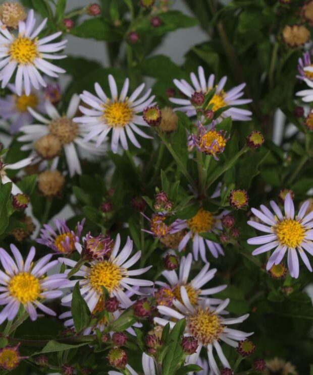 Aster ageratoides 'Asran' (Herfstaster)